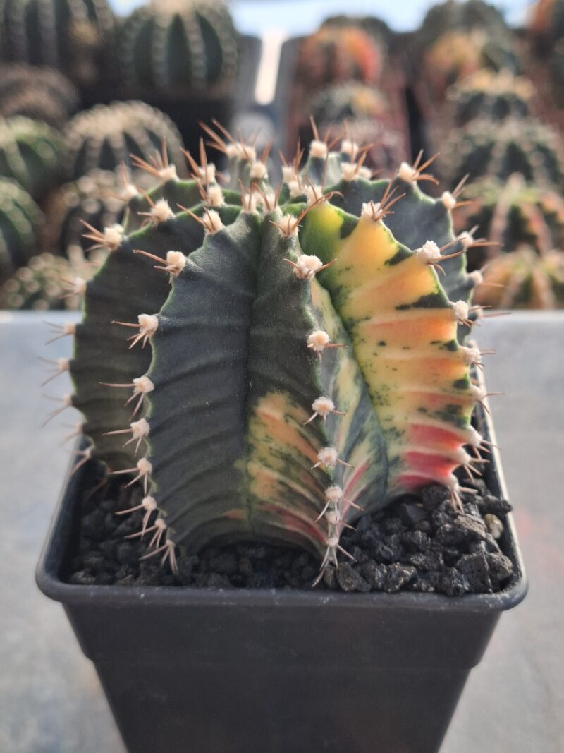 #15 Gymnocalycium ด่าง ขนาดกระถาง 4 นิ้ว - Image 2