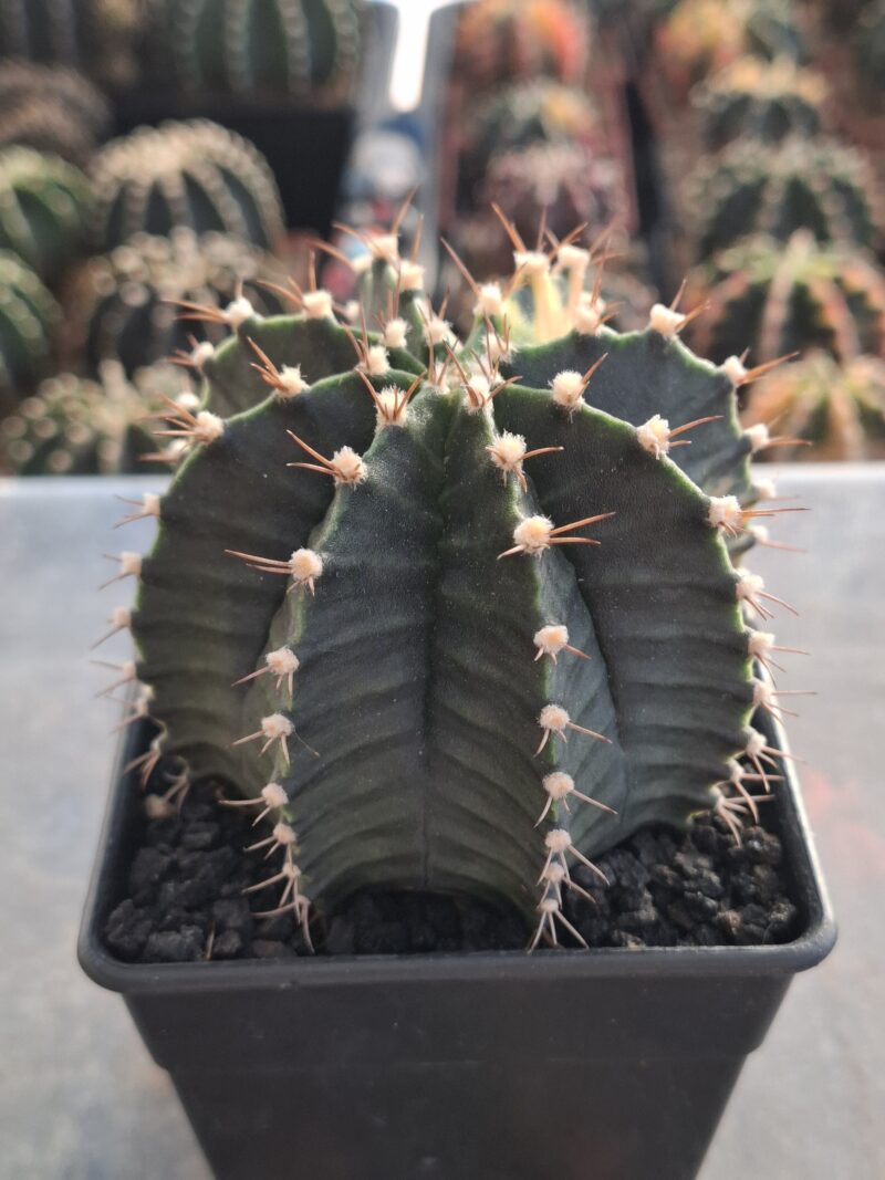 #15 Gymnocalycium ด่าง ขนาดกระถาง 4 นิ้ว - Image 4