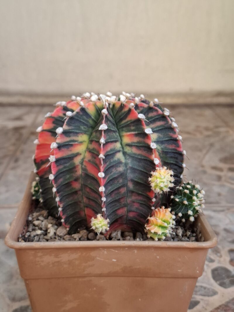 #16 Gymnocalycium ด่าง ขนาดกระถาง 6 นิ้ว - Image 2