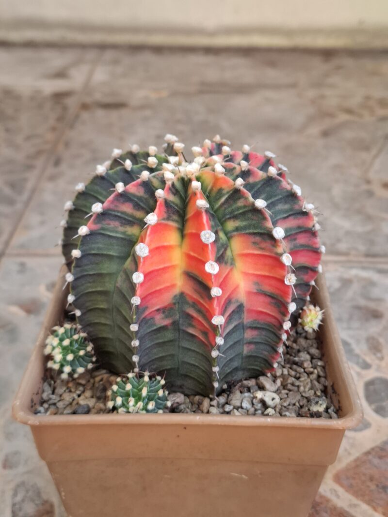 #16 Gymnocalycium ด่าง ขนาดกระถาง 6 นิ้ว