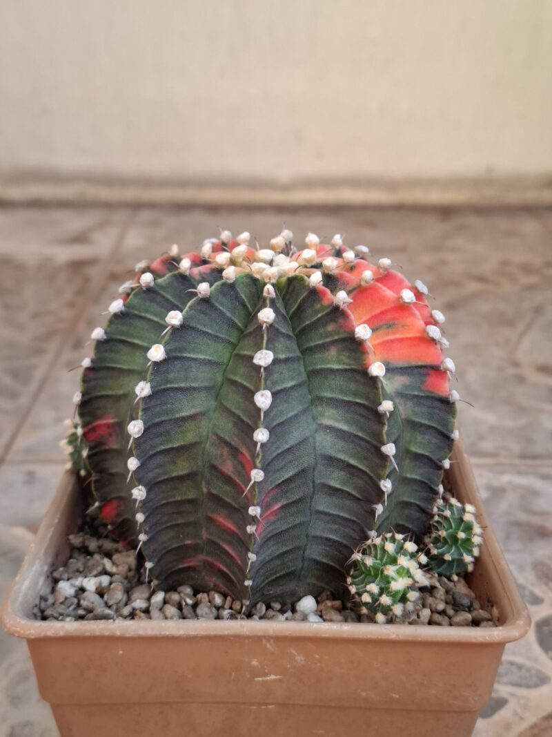 #16 Gymnocalycium ด่าง ขนาดกระถาง 6 นิ้ว - Image 3