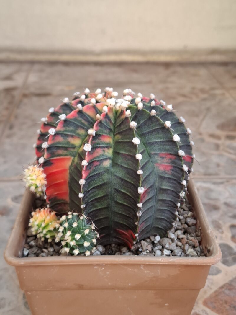 #16 Gymnocalycium ด่าง ขนาดกระถาง 6 นิ้ว - Image 4
