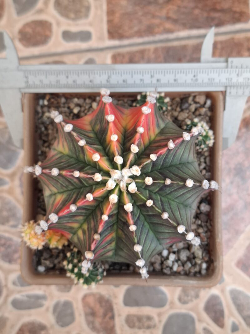 #16 Gymnocalycium ด่าง ขนาดกระถาง 6 นิ้ว - Image 5