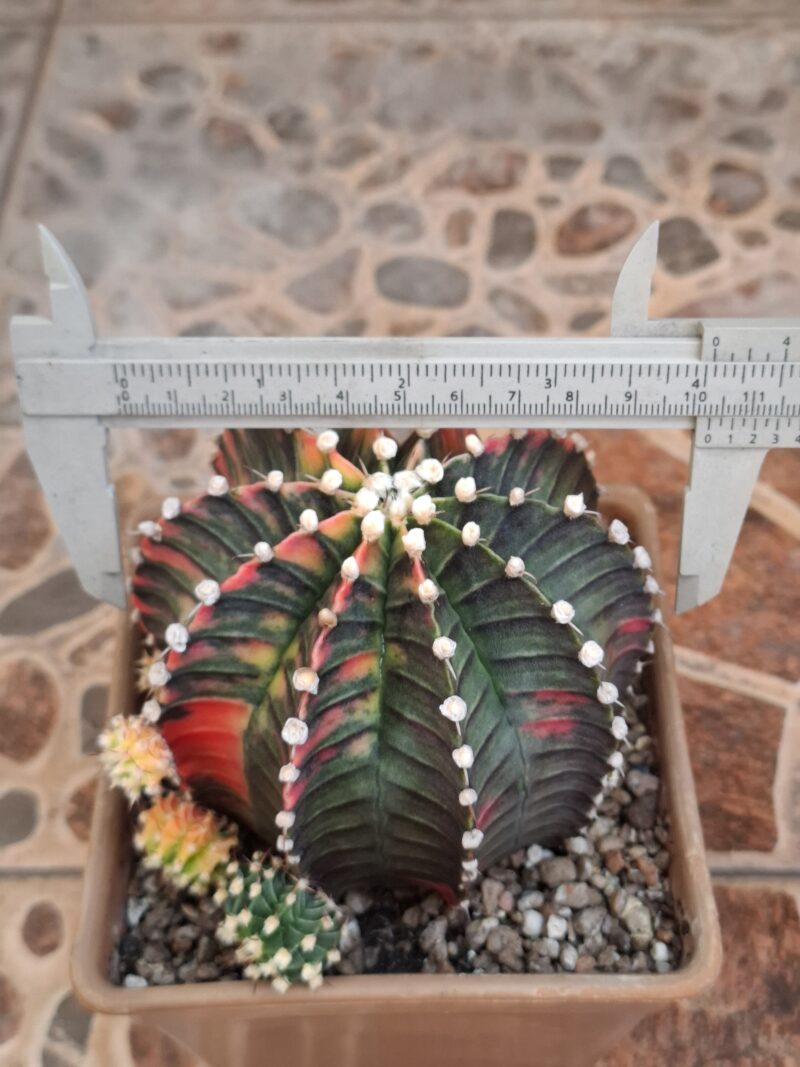#16 Gymnocalycium ด่าง ขนาดกระถาง 6 นิ้ว - Image 6