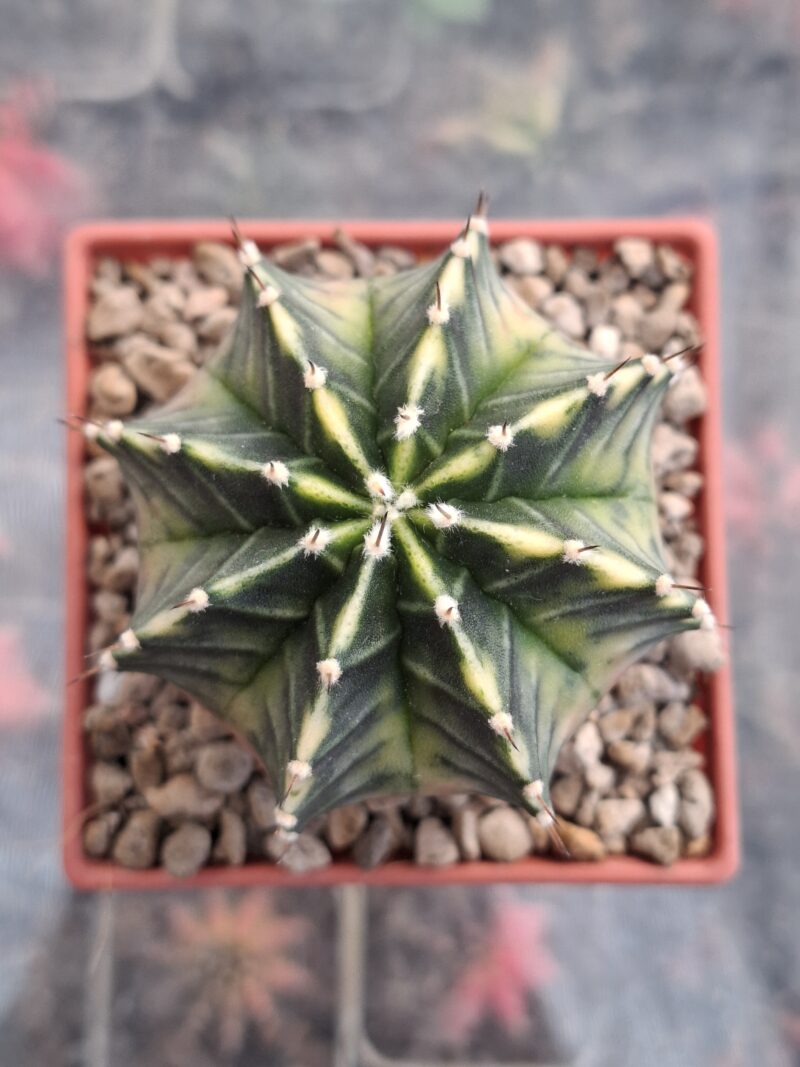 #17 Gymnocalycium ด่าง ขนาดกระถาง 3 นิ้ว