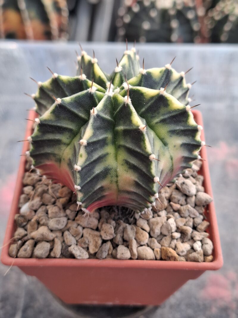 #17 Gymnocalycium ด่าง ขนาดกระถาง 3 นิ้ว - Image 2
