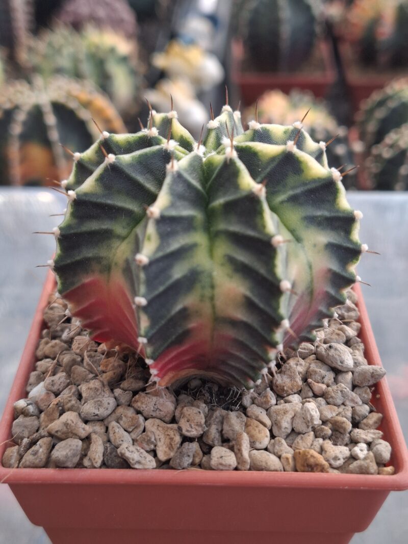 #17 Gymnocalycium ด่าง ขนาดกระถาง 3 นิ้ว - Image 3