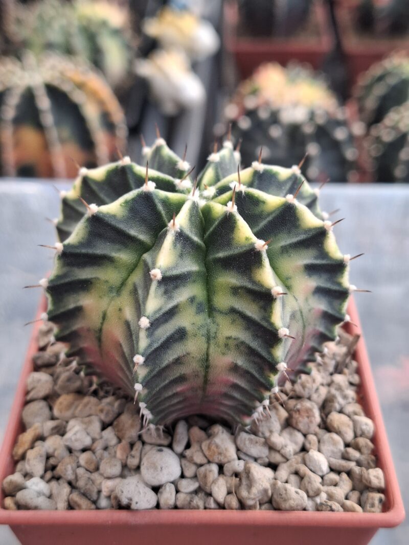 #17 Gymnocalycium ด่าง ขนาดกระถาง 3 นิ้ว - Image 4