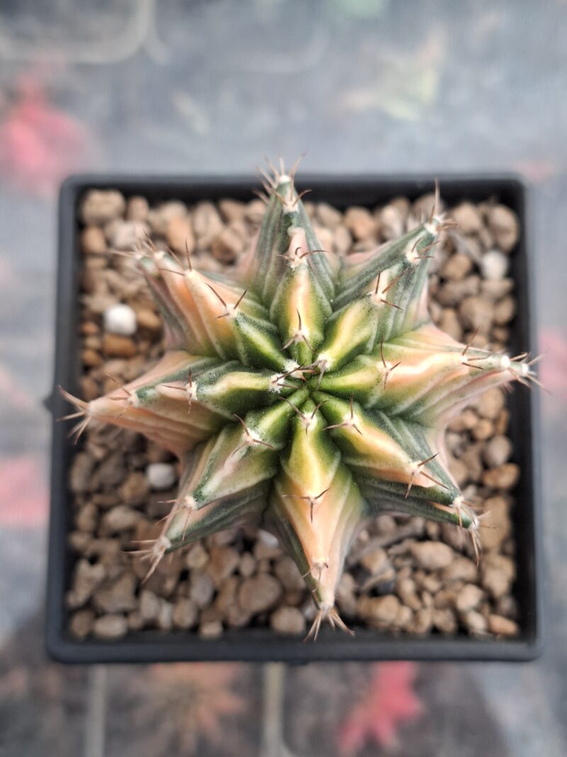 #18 Gymnocalycium ด่าง ขนาดกระถาง 3 นิ้ว