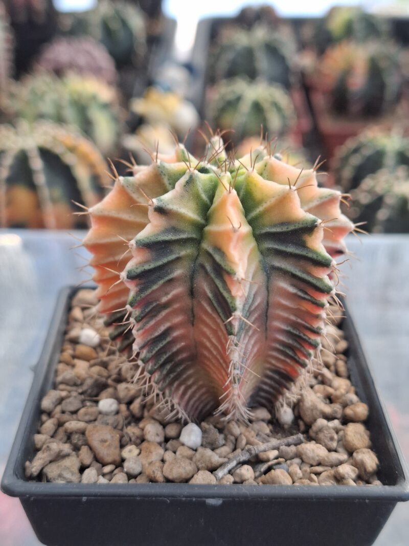 #18 Gymnocalycium ด่าง ขนาดกระถาง 3 นิ้ว - Image 2