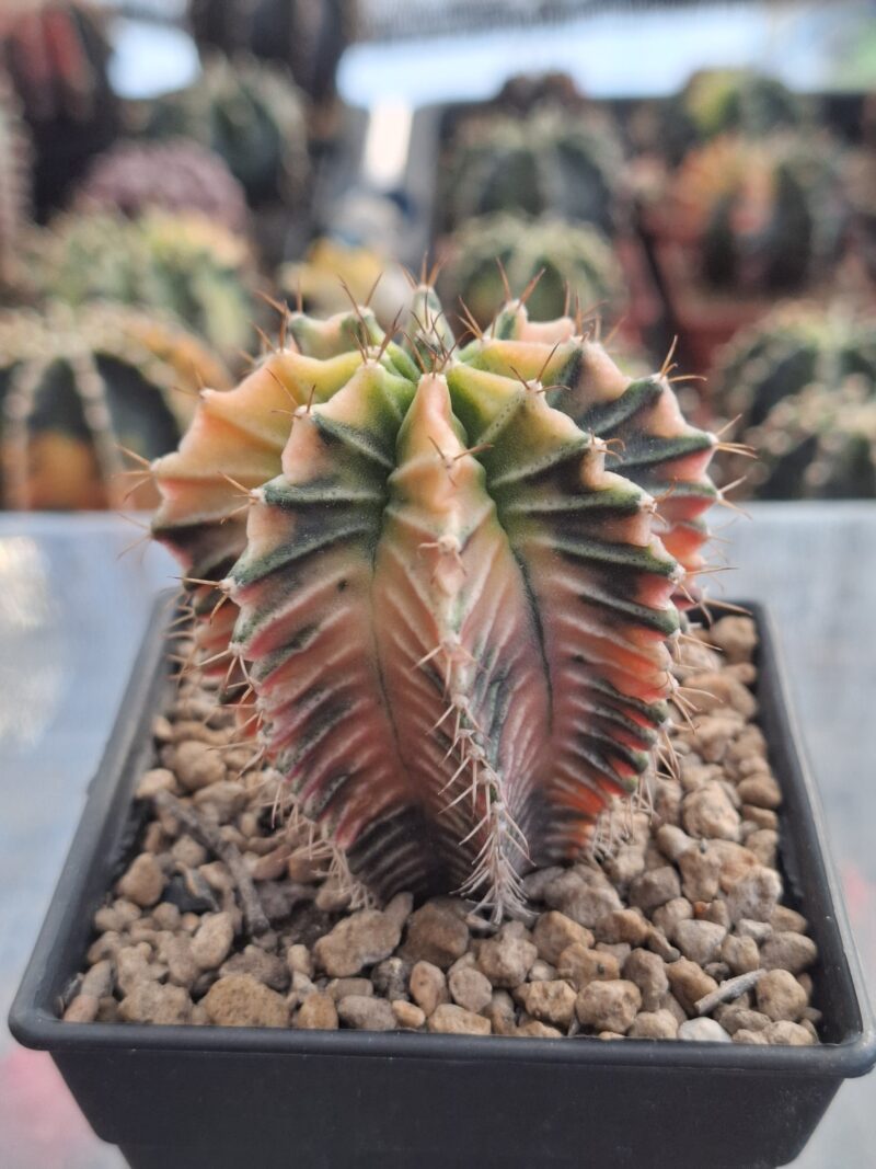 #18 Gymnocalycium ด่าง ขนาดกระถาง 3 นิ้ว - Image 3
