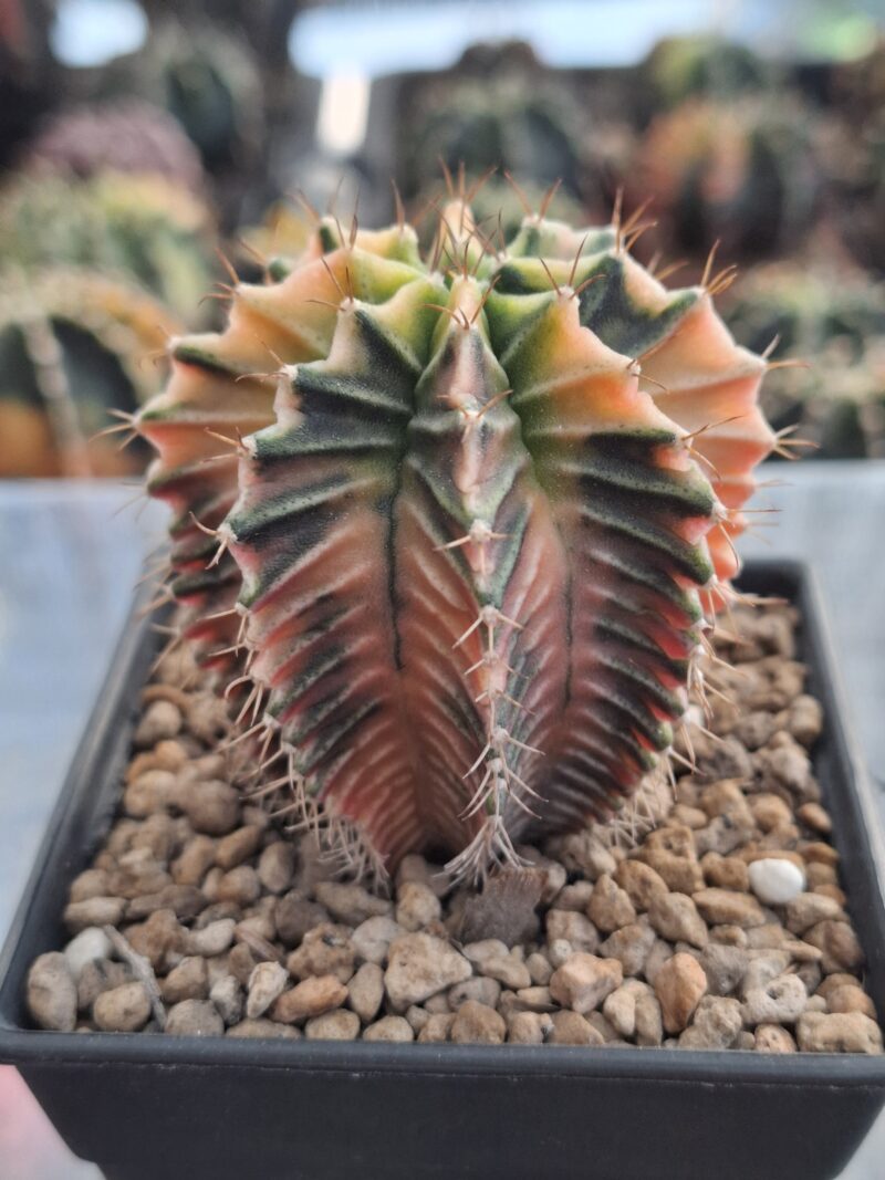 #18 Gymnocalycium ด่าง ขนาดกระถาง 3 นิ้ว - Image 4