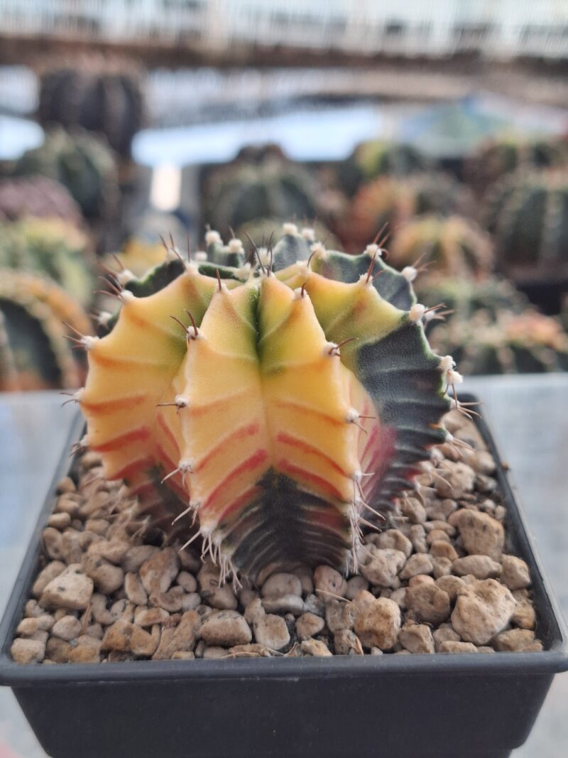 #19 Gymnocalycium ด่าง ขนาดกระถาง 3 นิ้ว - Image 4