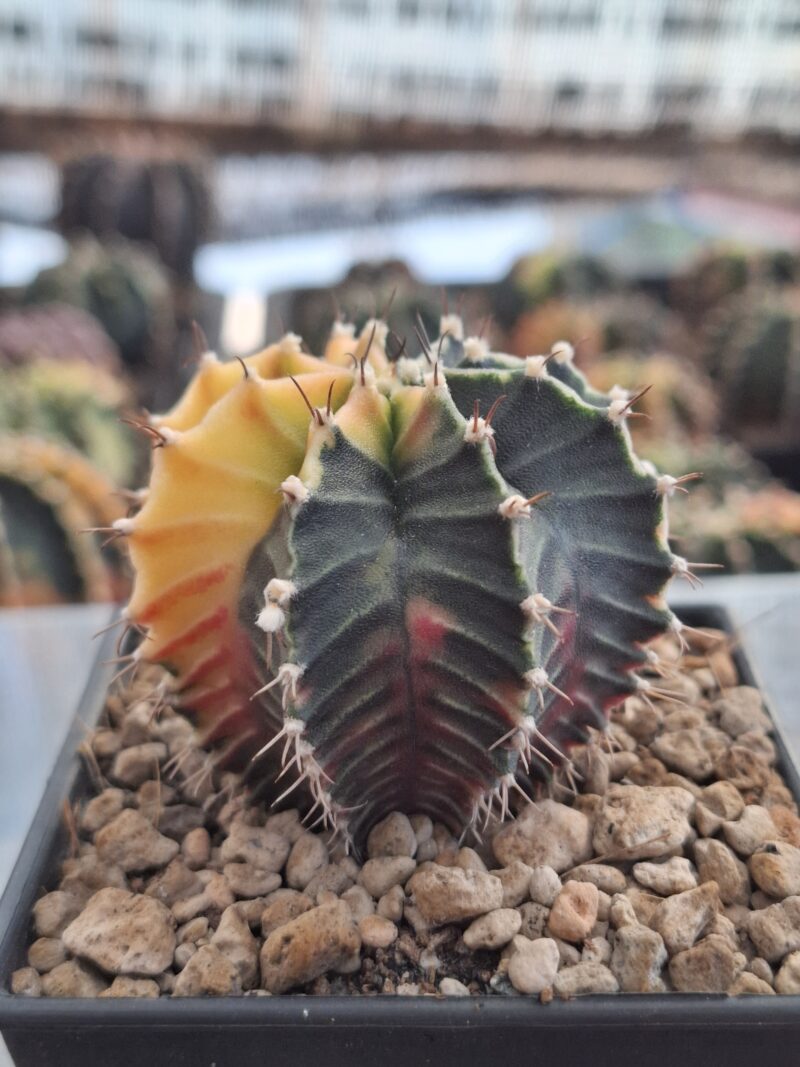 #19 Gymnocalycium ด่าง ขนาดกระถาง 3 นิ้ว - Image 3