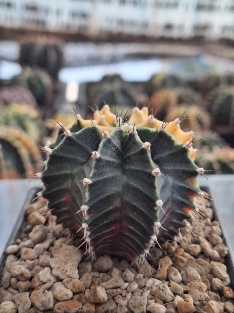 #19 Gymnocalycium ด่าง ขนาดกระถาง 3 นิ้ว - Image 2