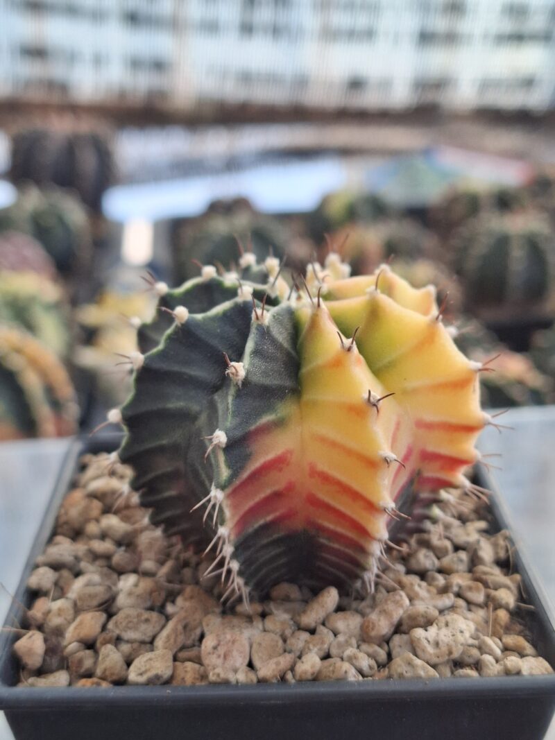 #19 Gymnocalycium ด่าง ขนาดกระถาง 3 นิ้ว