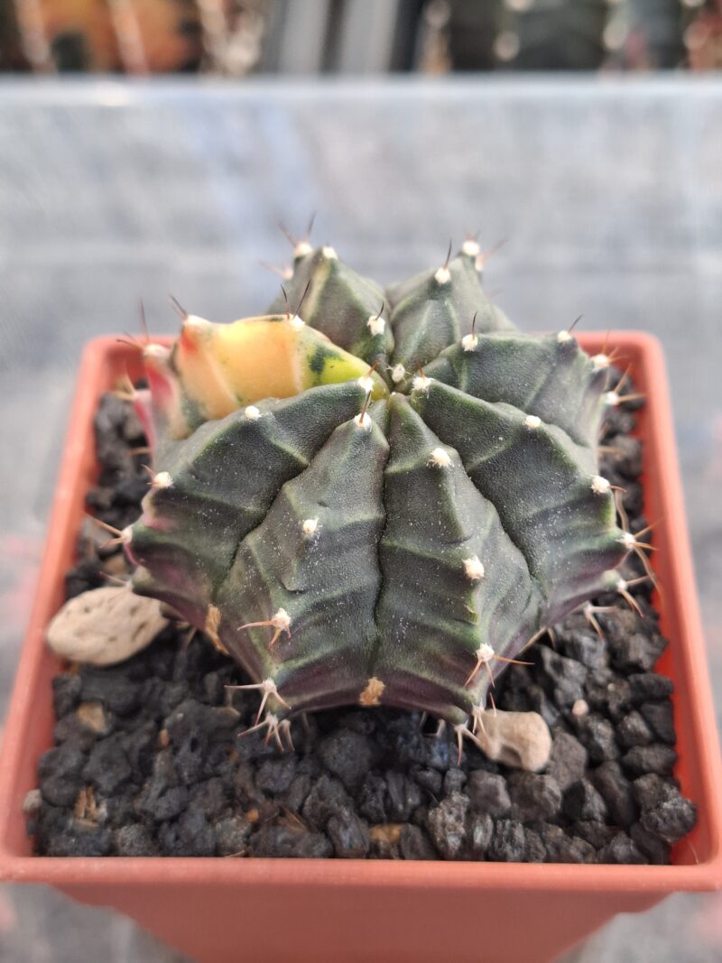#20 Gymnocalycium ด่าง ขนาดกระถาง 3 นิ้ว - Image 4