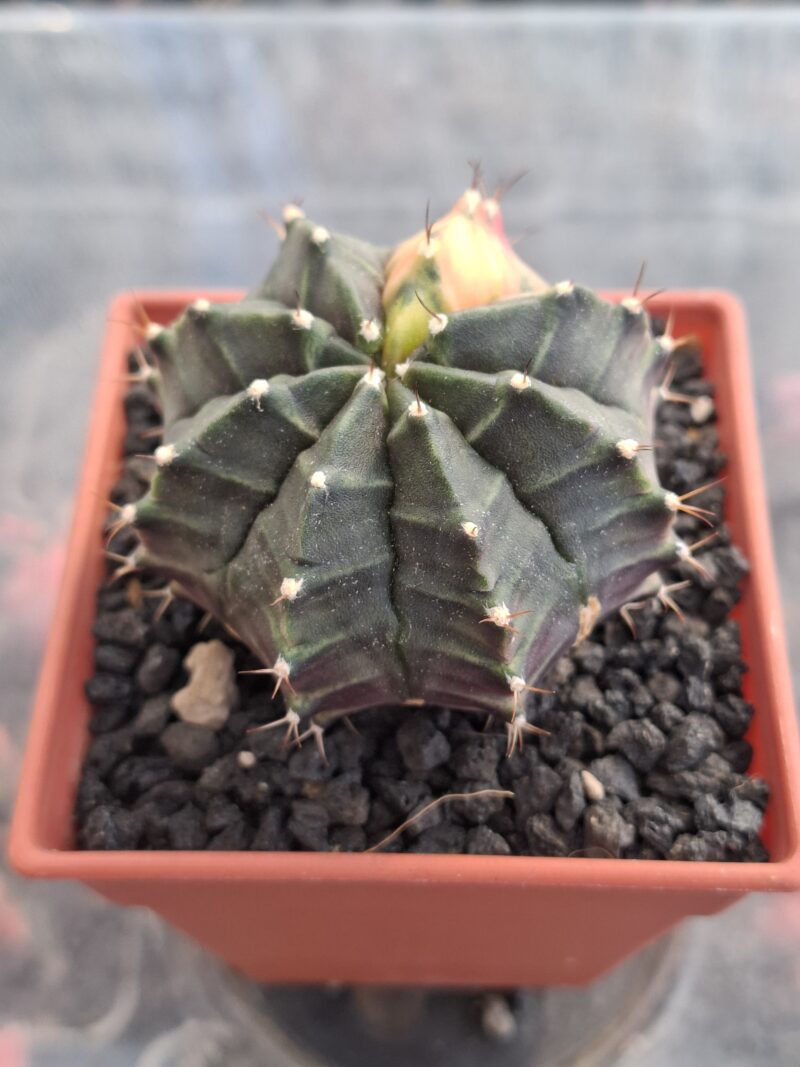 #20 Gymnocalycium ด่าง ขนาดกระถาง 3 นิ้ว - Image 3