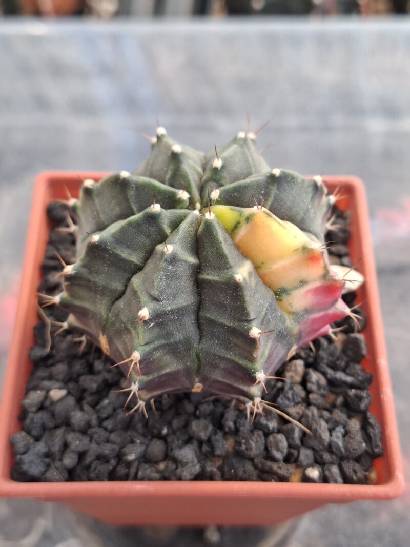#20 Gymnocalycium ด่าง ขนาดกระถาง 3 นิ้ว