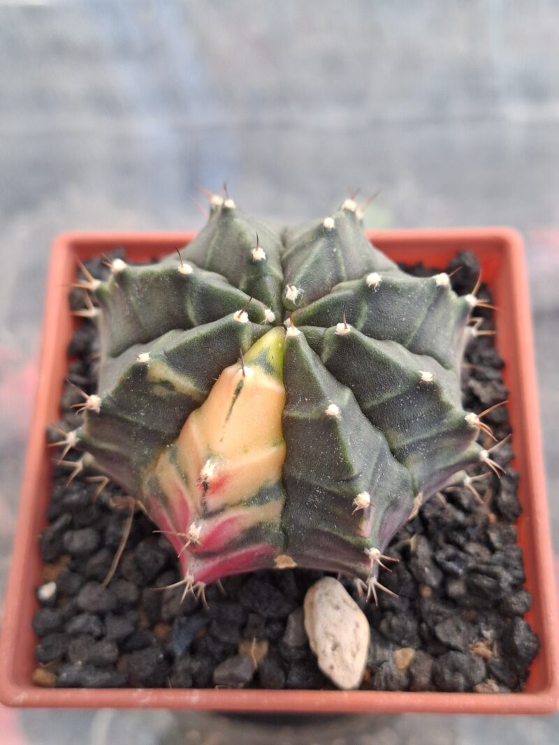 #20 Gymnocalycium ด่าง ขนาดกระถาง 3 นิ้ว - Image 2