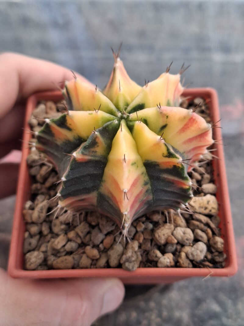 #21 Gymnocalycium ด่าง ขนาดกระถาง 3 นิ้ว
