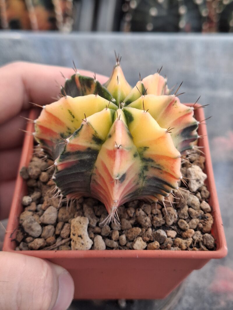 #21 Gymnocalycium ด่าง ขนาดกระถาง 3 นิ้ว - Image 2