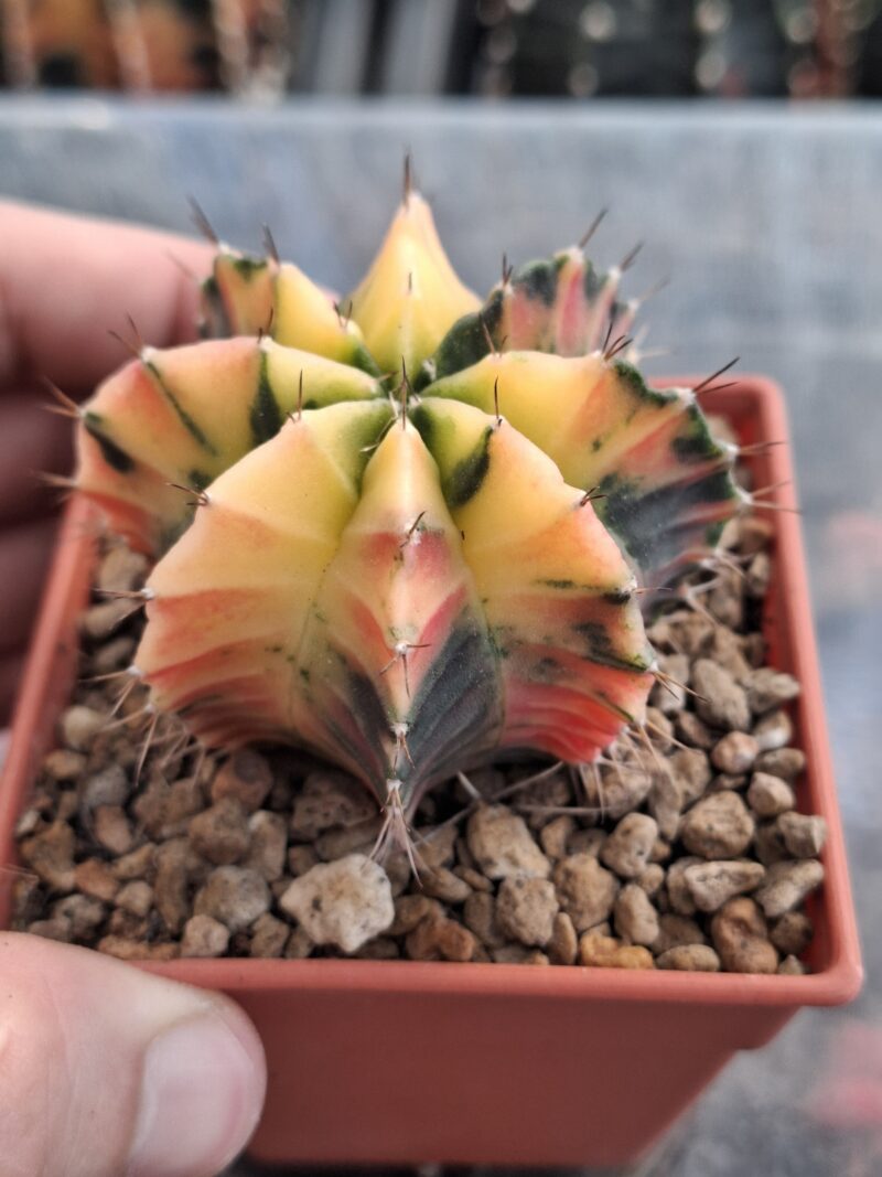 #21 Gymnocalycium ด่าง ขนาดกระถาง 3 นิ้ว - Image 3