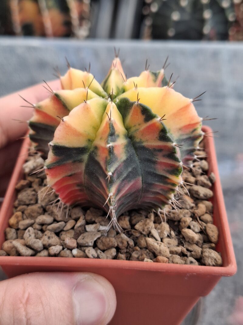 #21 Gymnocalycium ด่าง ขนาดกระถาง 3 นิ้ว - Image 4