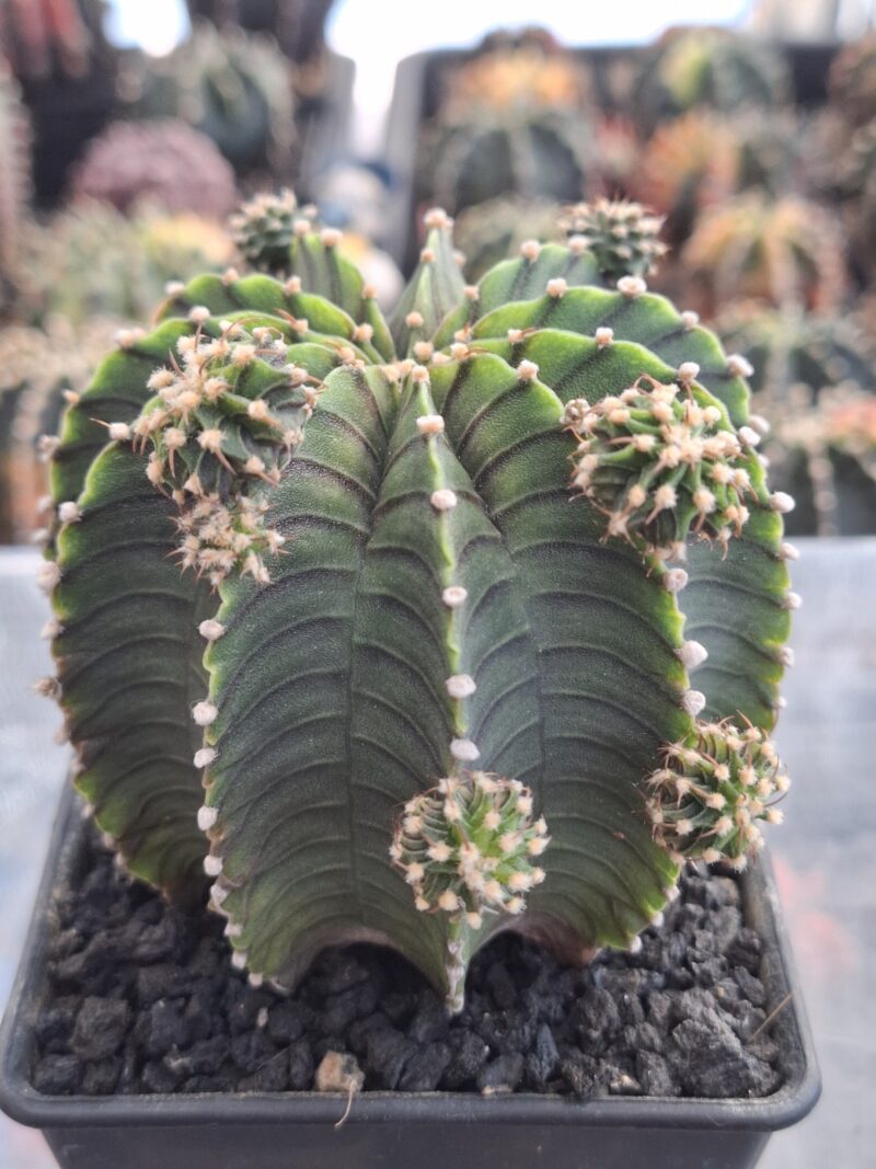 #22 Gymnocalycium ด่าง ขนาดกระถาง 4 นิ้ว