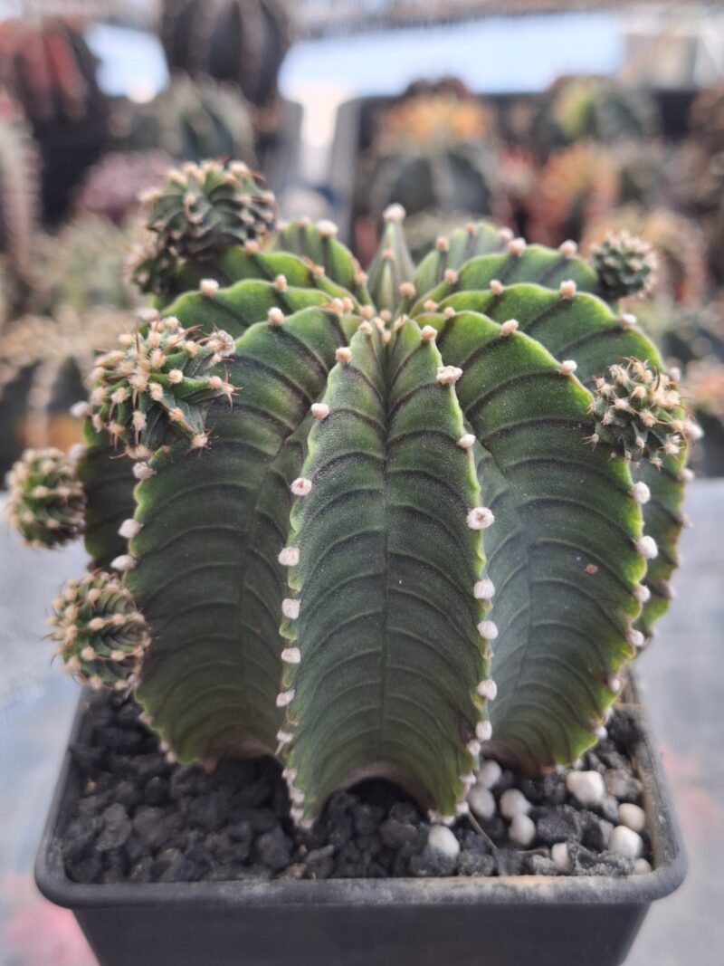 #22 Gymnocalycium ด่าง ขนาดกระถาง 4 นิ้ว - Image 2