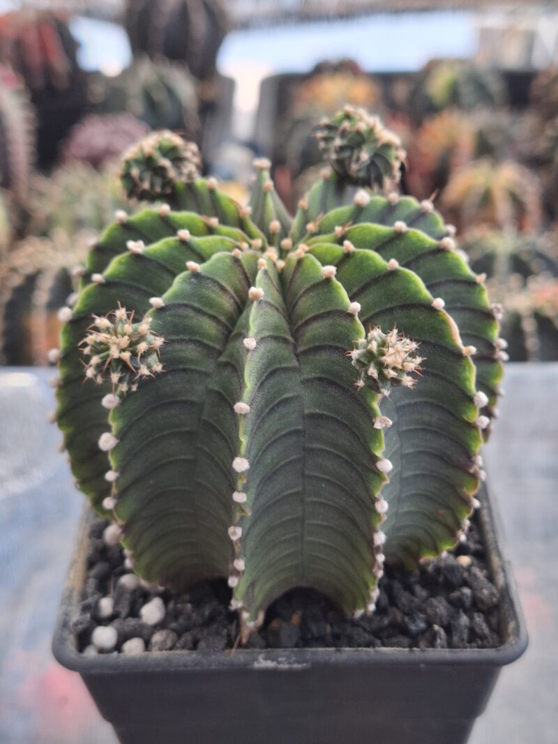 #22 Gymnocalycium ด่าง ขนาดกระถาง 4 นิ้ว - Image 3