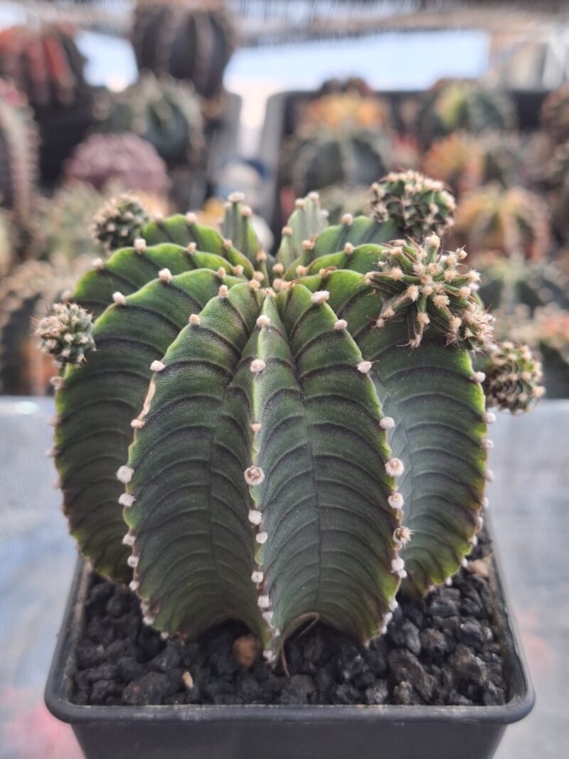 #22 Gymnocalycium ด่าง ขนาดกระถาง 4 นิ้ว - Image 4