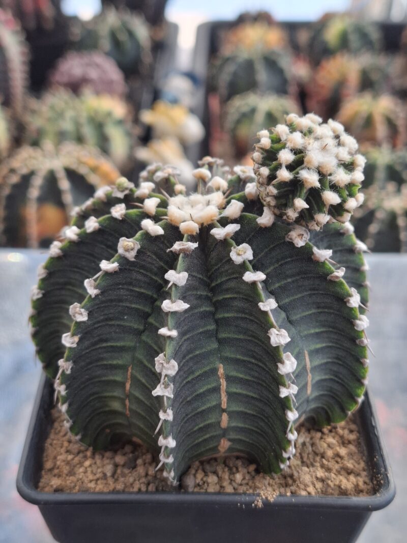 #23 Gymnocalycium ด่าง ขนาดกระถาง 4 นิ้ว