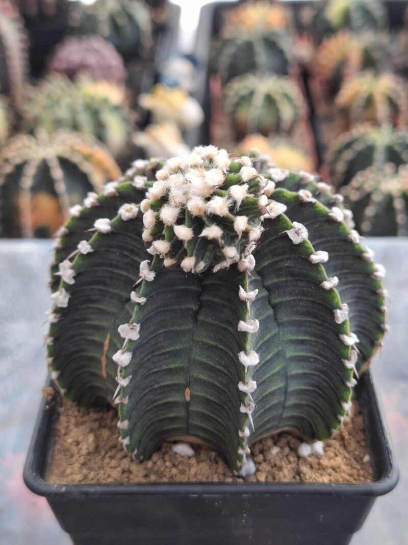 #23 Gymnocalycium ด่าง ขนาดกระถาง 4 นิ้ว - Image 2