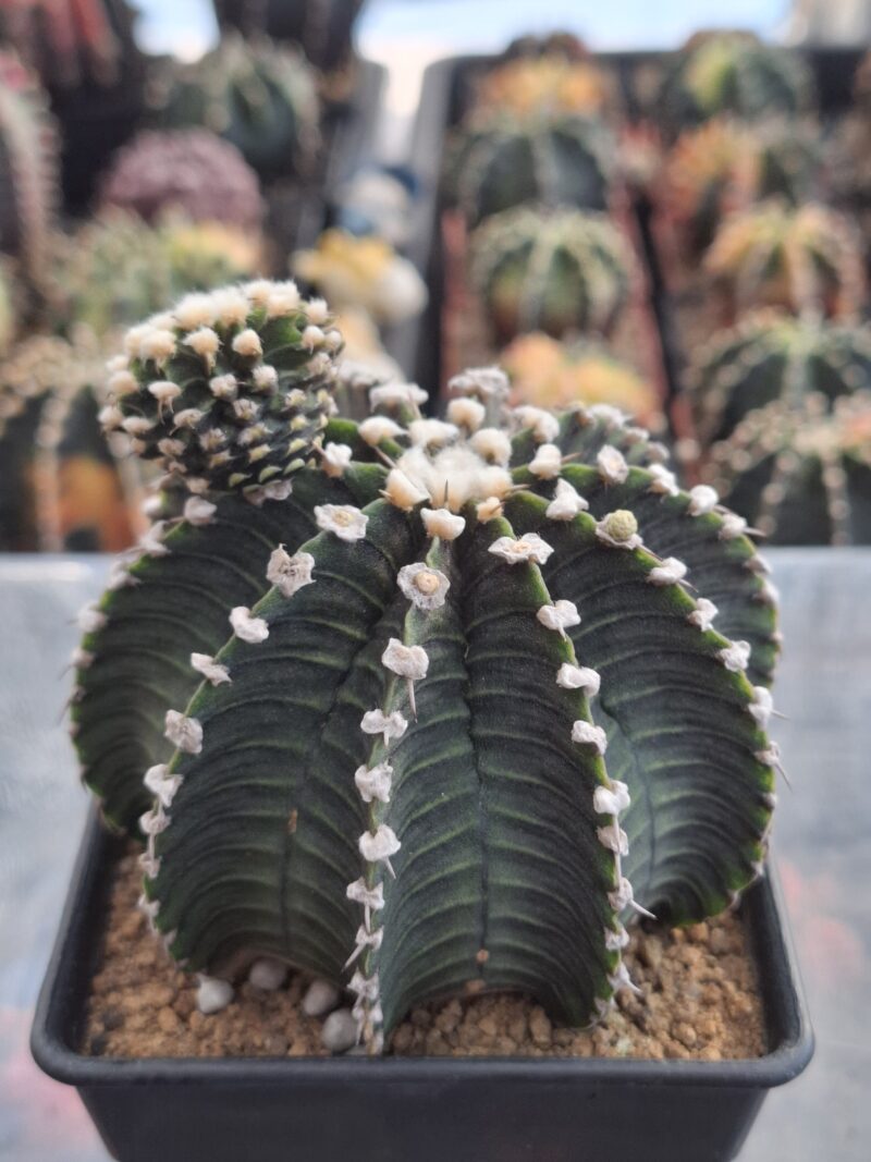 #23 Gymnocalycium ด่าง ขนาดกระถาง 4 นิ้ว - Image 3