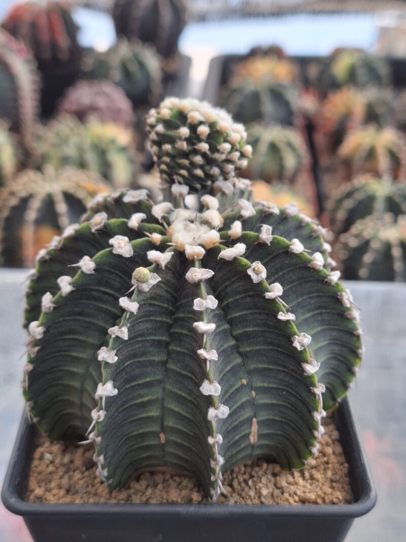 #23 Gymnocalycium ด่าง ขนาดกระถาง 4 นิ้ว - Image 4