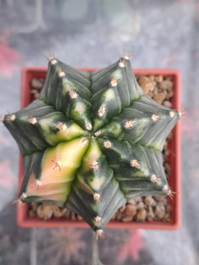 #2 Gymnocalycium ด่าง ขนาดกระถาง 3 นิ้ว