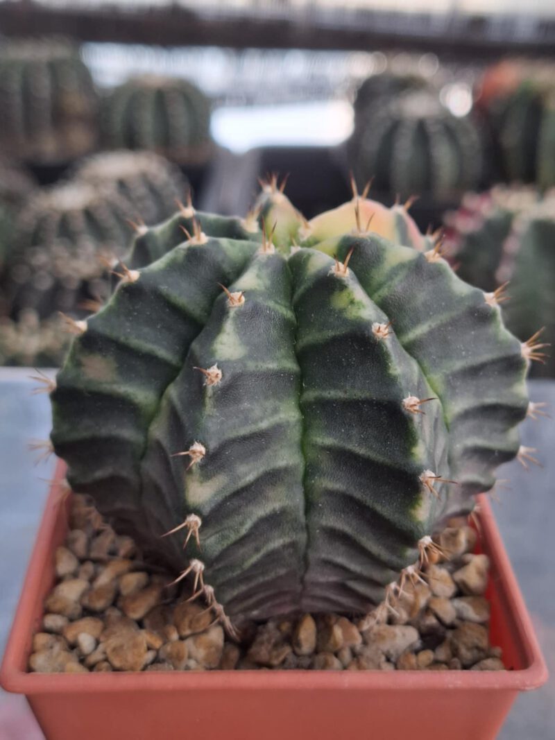 #2 Gymnocalycium ด่าง ขนาดกระถาง 3 นิ้ว - Image 4