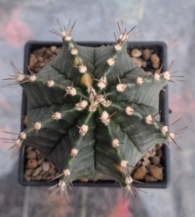#4 Gymnocalycium ด่าง ขนาดกระถาง 3 นิ้ว