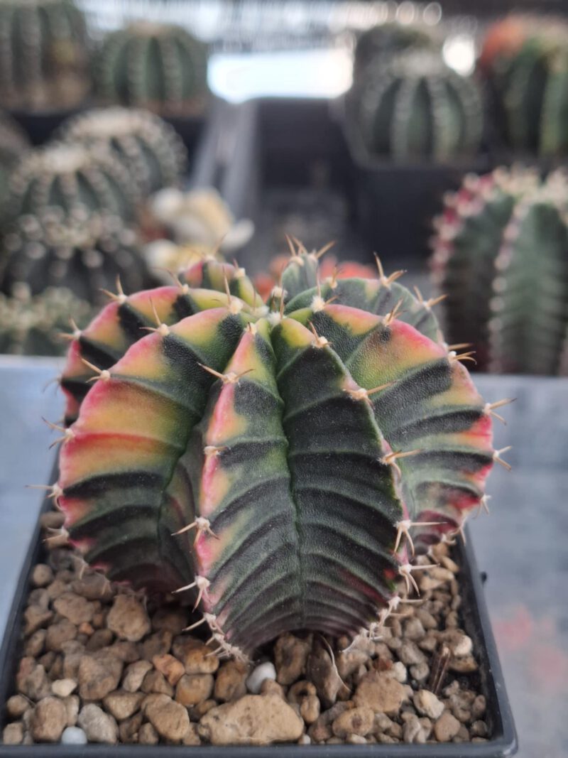 #3 Gymnocalycium ด่าง ขนาดกระถาง 3 นิ้ว - Image 2