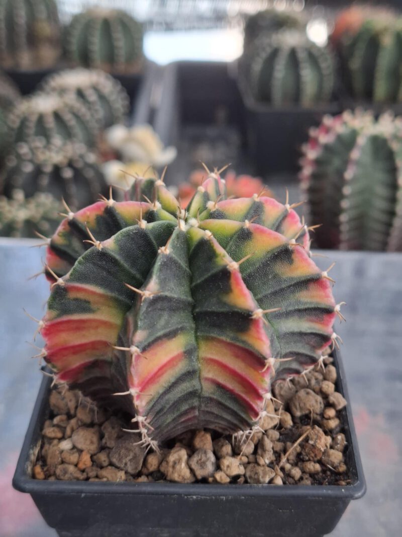 #3 Gymnocalycium ด่าง ขนาดกระถาง 3 นิ้ว - Image 4