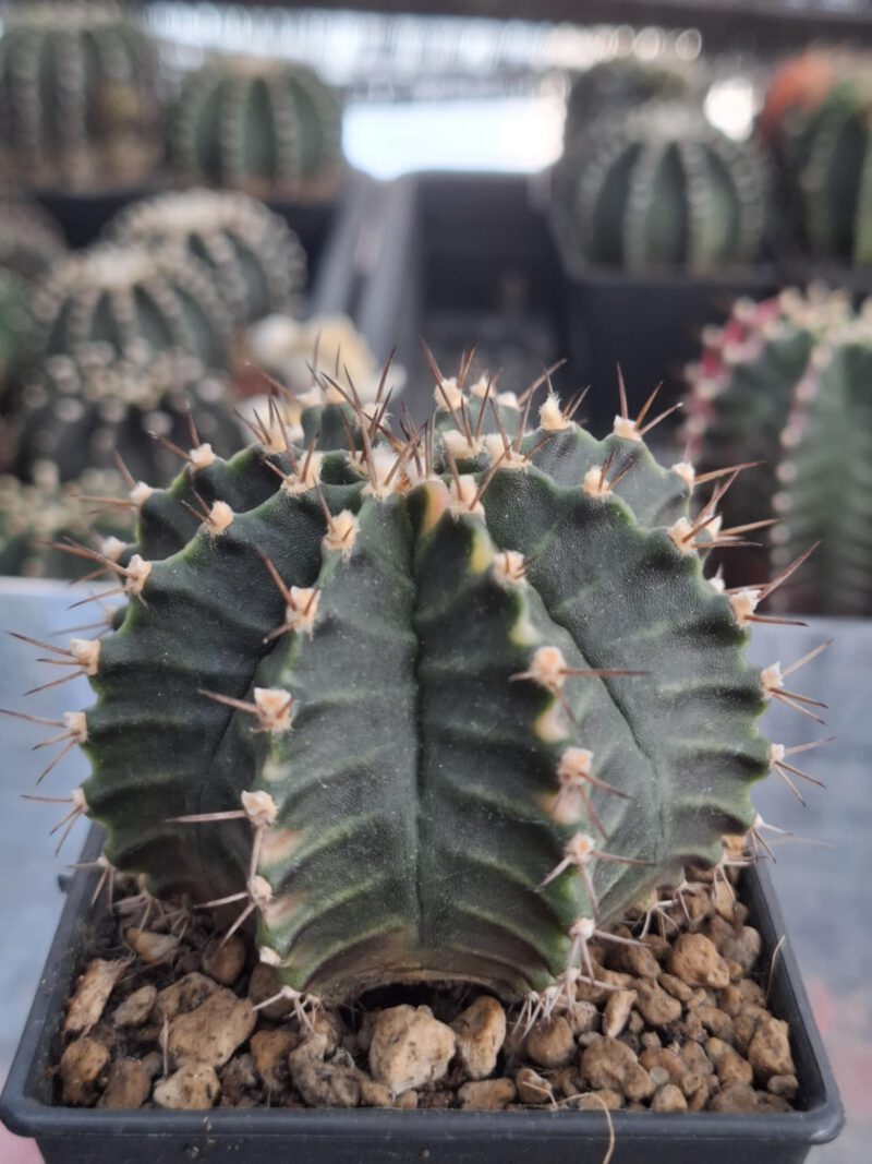 #4 Gymnocalycium ด่าง ขนาดกระถาง 3 นิ้ว - Image 4