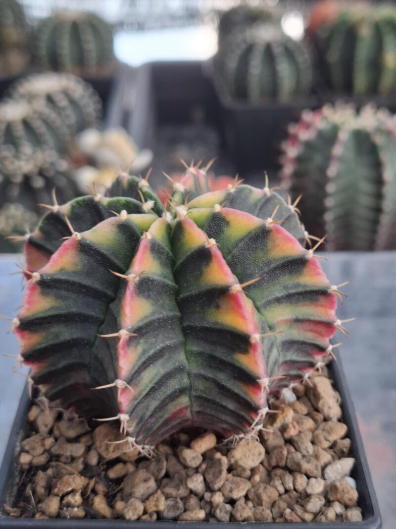 #3 Gymnocalycium ด่าง ขนาดกระถาง 3 นิ้ว - Image 3