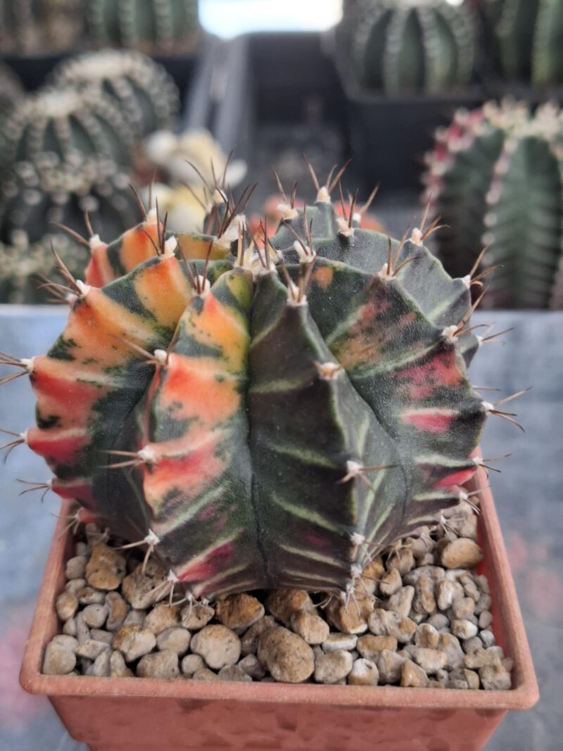 #1 Gymnocalycium ด่าง ขนาดกระถาง 3 นิ้ว - Image 3