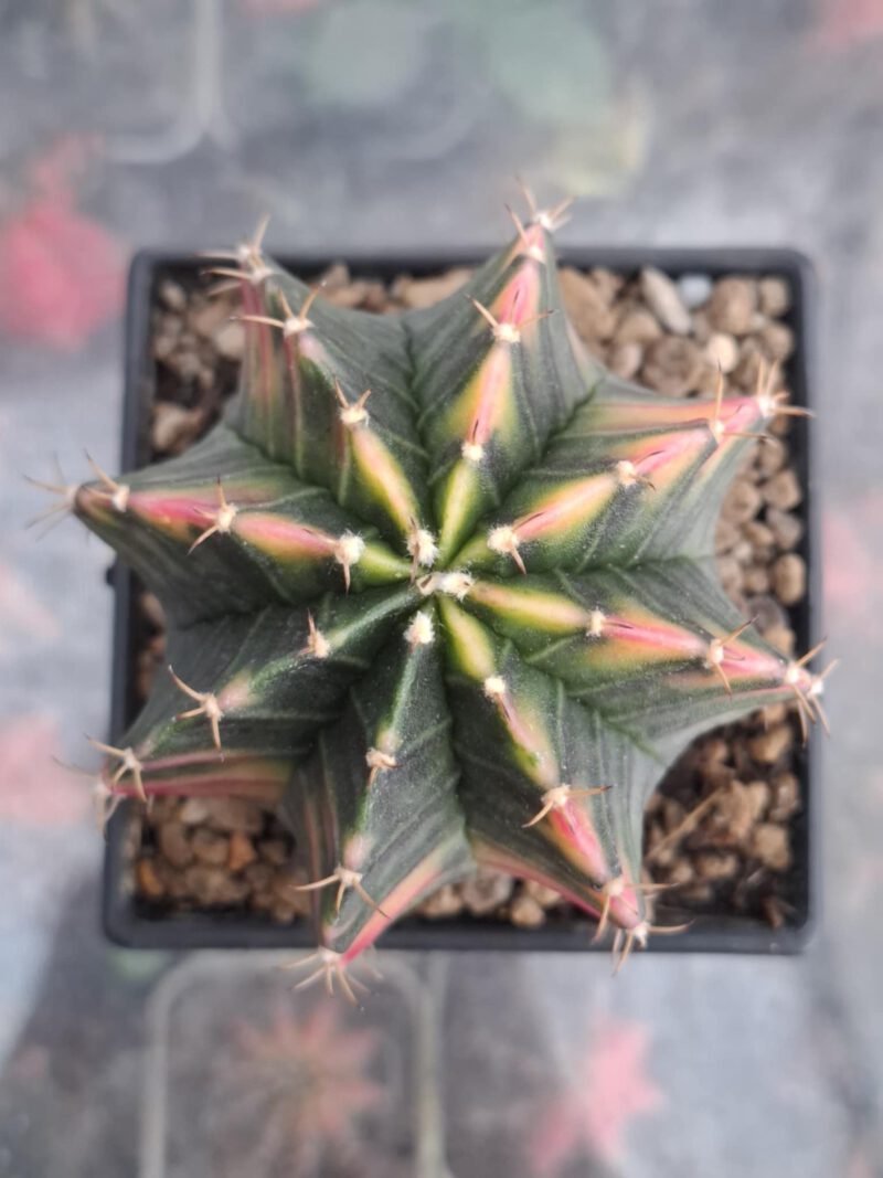 #3 Gymnocalycium ด่าง ขนาดกระถาง 3 นิ้ว
