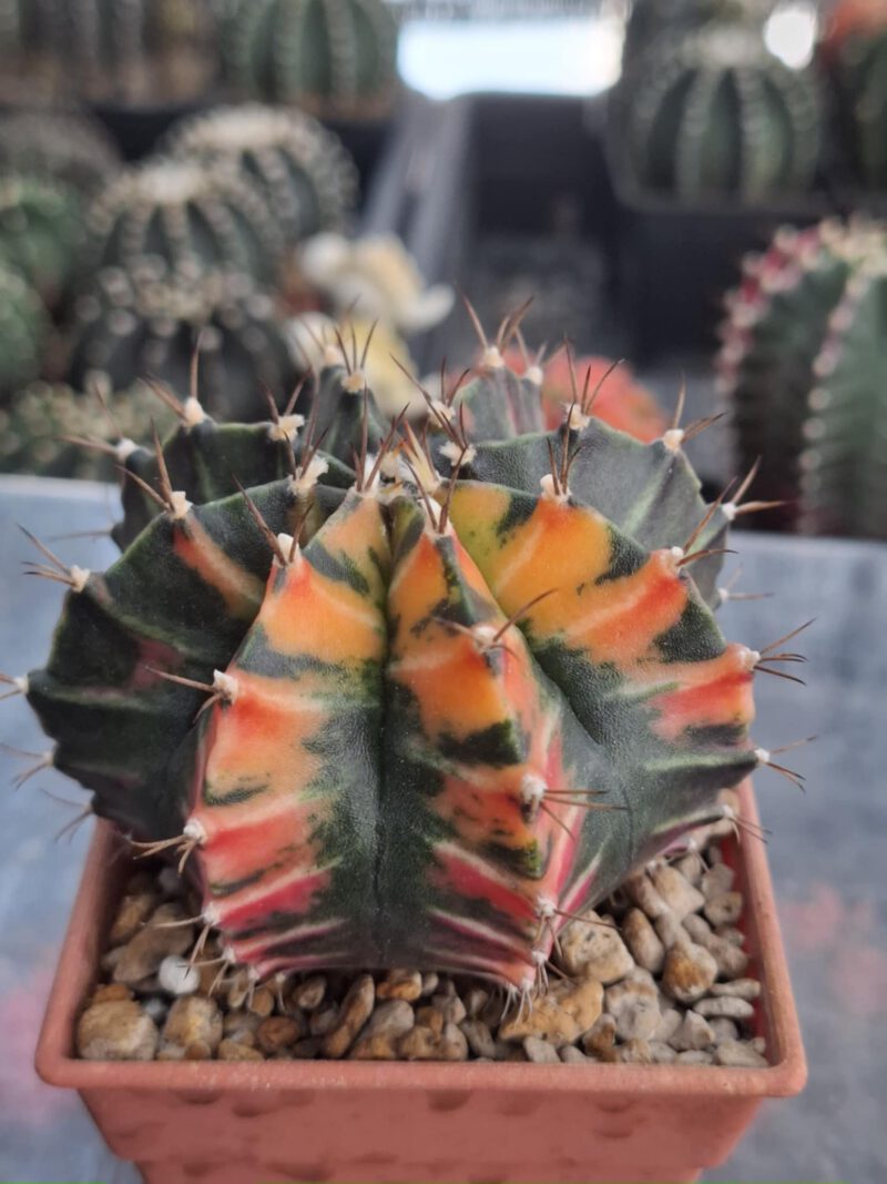 #1 Gymnocalycium ด่าง ขนาดกระถาง 3 นิ้ว - Image 4